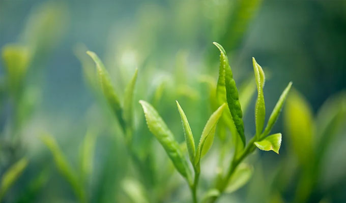 你了解茶葉最佳的沖泡方法嗎？